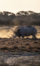 Southern white rhinoceros (Ceratotherium simum simum), Khama Rhino Sanctuary, Serowe, Botswana