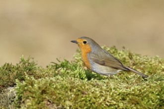 Robin (Erithacus rubecula), on mossy ground in the garden, Wilnsdorf, North Rhine-Westphalia,