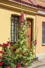 Hollyhocks (Alcea rosea) at a gate in an old house facing the street in Ystad, Skåne County,