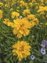Flowering Girl's eye (Coreopsis Early Sunrise), closeup, in Ystad, Skåne County, Sweden,