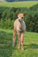 A newly born white alpaca (Vicugna pacos) stands in a green meadow on a sunny day. A green forest