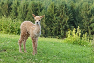 A newly born white alpaca (Vicugna pacos) stands in a green meadow on a sunny day. A green forest