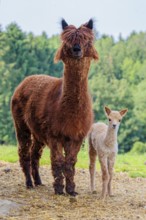 A freshly born white alpaca (Vicugna pacos) stands next to its brown mother on straw in hilly