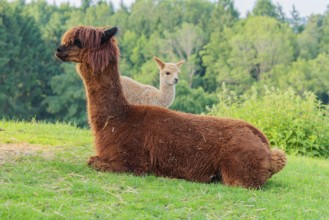A freshly born white alpaca (Vicugna pacos) stands next to its brown mother on a green meadow on