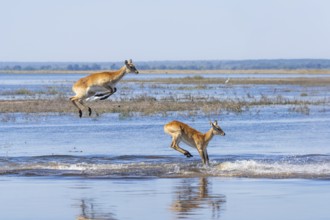 Lechwe (Kobus leche) gracefully leaps through shimmering blue waters in Chobe National Park,