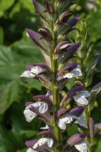 Spiny bear's breech (Acanthus spinosus) in flower in garden, native to southern Europe