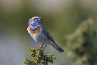 Red-spotted bluethroat (Luscinia svecica svecica) male singing from shrub on the tundra in spring,