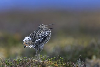 Great snipe (Gallinago media) male calling during courtship display at lek at dusk on tundra
