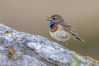 Red-spotted bluethroat (Luscinia svecica svecica) male calling from rock on the tundra in spring,