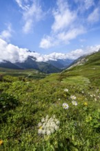 Flower meadow and mountain panorama with cloudy glaciated mountain peaks, view of Aiguille du Midi