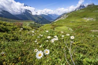 Flower meadow and mountain panorama with cloudy glaciated mountain peaks, view of Aiguille du Midi