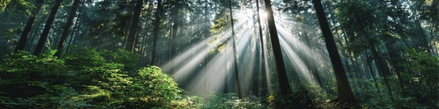 Beautiful rays of sunlight in a green forest shining through trees and tree branches. Concept of