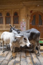 Sacred cows in the old town of Jaisalmer, Rajasthan, India