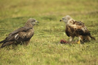 Red kite (Milvus milvus) adult bird at dead young fox (Vulpes vulpes) on freshly mown meadow,