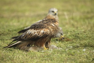 Red kite (Milvus milvus) adult bird on dead young fox (Vulpes vulpes) on freshly mown meadow,