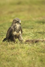 Buzzard (Buteo buteo) tugging at a dead young fox (Vulpes vulpes) on a freshly mown meadow, Allgäu,