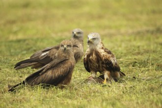 Red kite (Milvus milvus) adult bird on dead young fox (Vulpes vulpes) and fledged young birds