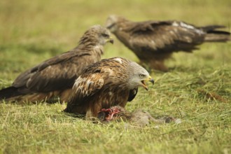 Red kite (Milvus milvus) adult bird at dead young fox (Vulpes vulpes) on freshly mown meadow,