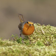 Robin (Erithacus rubecula), on mossy ground in the garden, Wilnsdorf, North Rhine-Westphalia,