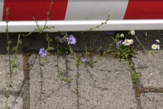 Barrier and nature, June, Germany