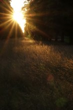 Sun in summer, evening mood, Germany