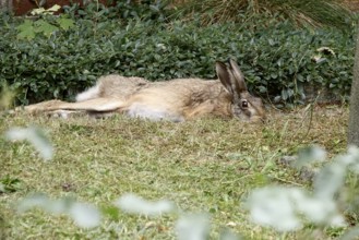 Resting hare in midsummer, Germany