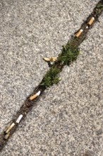 Discarded cigarette butts, footpath, Germany