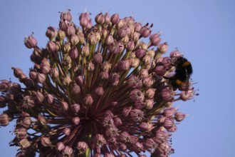 Alium flower with bumblebee, macro photograph, Germany