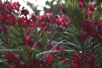 Blossom of the oleander, July, Germany