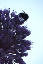 Alium flower with bumblebee, macro photograph, Germany
