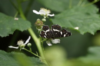 Map Butterfly (Araschnia levana, July, Saxony, Germany