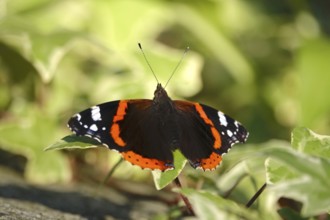 Admiral (Vanessa atalanta), June, Saxony, Germany