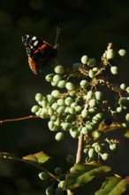 Admiral (Vanessa atalanta), June, Saxony, Germany