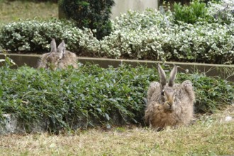 Two rabbits, June, Germany