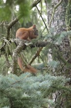 Squirrel, June, Germany