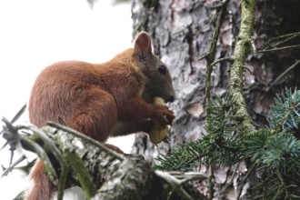 Squirrel, June, Germany