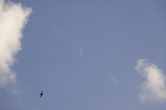 Sky in summer with clouds, bird and moon, Germany