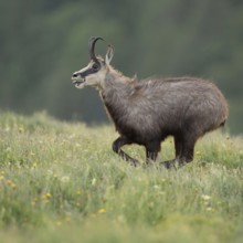 At a fast run... Chamois (Rupicapra rupicapra), rushing, running across a spring-like, blooming
