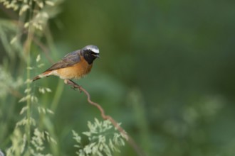 Colourful common redstart (Phoenicurus phoenicurus), adult male in breeding plumage, summer