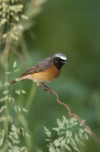 Colourful common redstart (Phoenicurus phoenicurus), adult male in breeding plumage, summer
