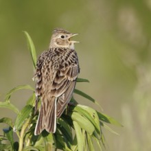 Skylark (Alauda arvensis) sitting on the top of a plant, singing its song, rear view with all
