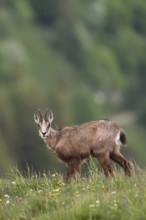 Where have all the flowers gone... Chamois (Rupicapra rupicapra), chamois feeding on grasses and