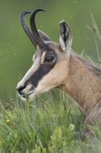 Lunch break... Chamois (Rupicapra rupicapra), chamois lying in the grass of a lush mountain meadow,