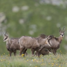 Herd of chamois... Chamois (Rupicapra rupicapra), small group, female animals with a suckling fawn