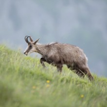 Labourious ascent... Chamois (Rupicapra rupicapra), chamois migrates, runs up a lush, steep