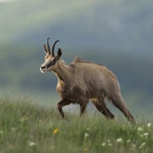 Ascent to lush mountain meadows... Chamois (Rupicapra rupicapra) ascends the mountain in the early