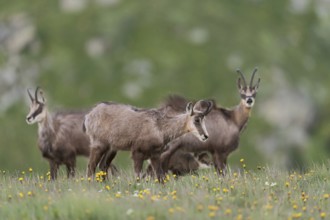 Herd of chamois... Chamois (Rupicapra rupicapra), female with a suckling fawn on a blooming spring