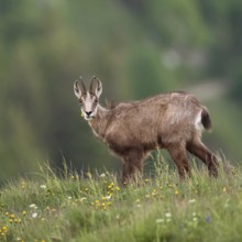 Where have all the flowers gone... Chamois (Rupicapra rupicapra), chamois feeding on grasses and