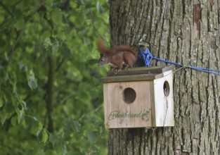 Squirrels, (Sciurus) at the house, cave