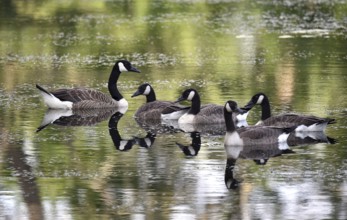Canada geese (Branta canadensis) swimming on a lake